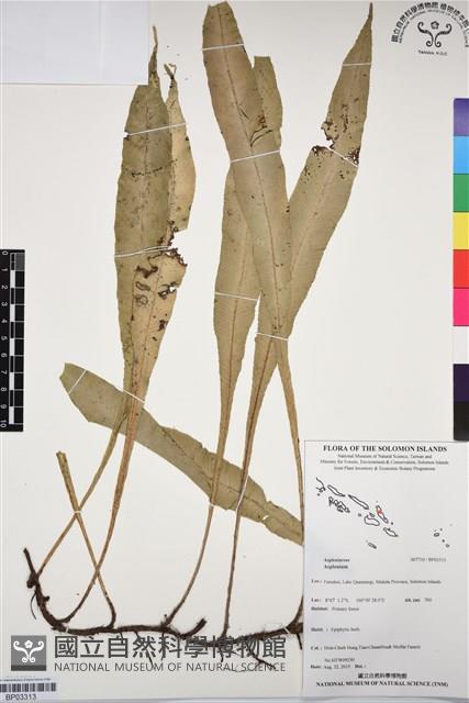 登錄號:BP03313藏品圖，第1張