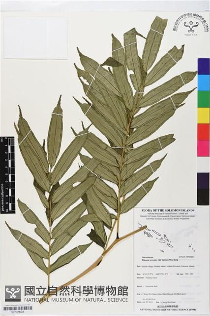 登錄號:BP02803藏品圖，第1張