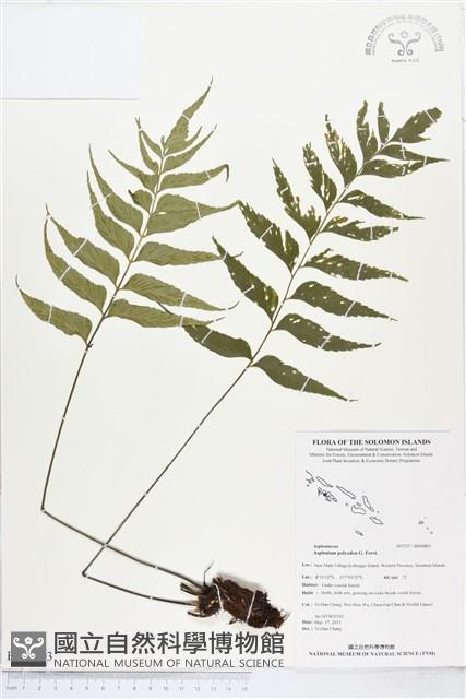 革葉鐵角蕨藏品圖，第1張