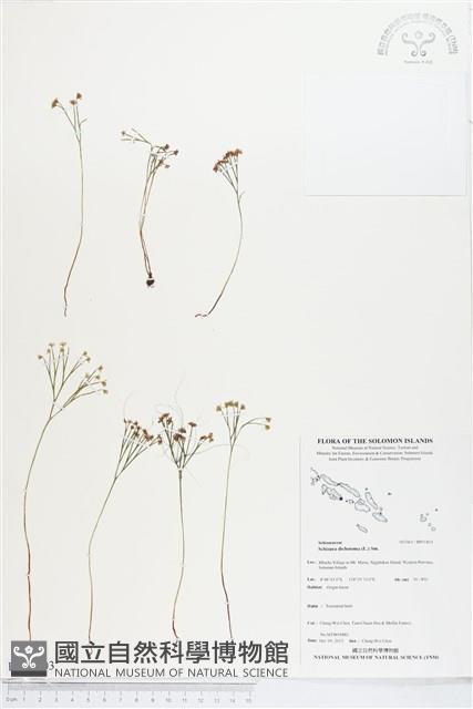 分枝莎草蕨藏品圖，第1張