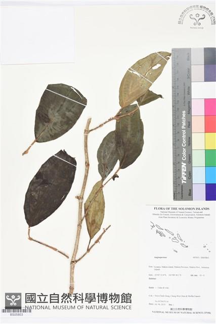 登錄號:BS05803藏品圖，第1張