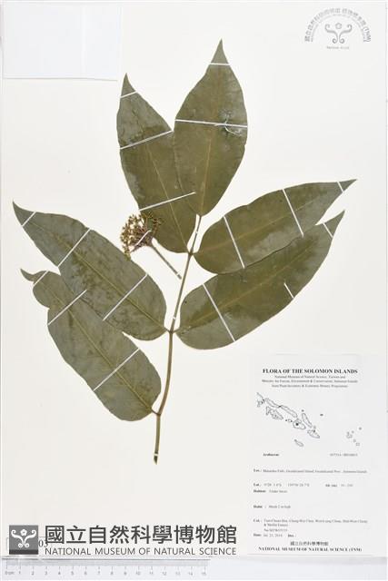 登錄號:BS04803藏品圖，第1張