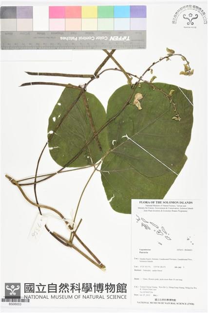 登錄號:BS06003藏品圖，第1張