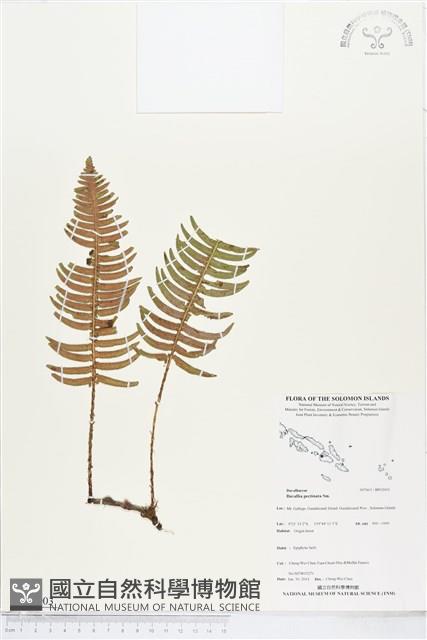 馬來陰石蕨藏品圖，第1張