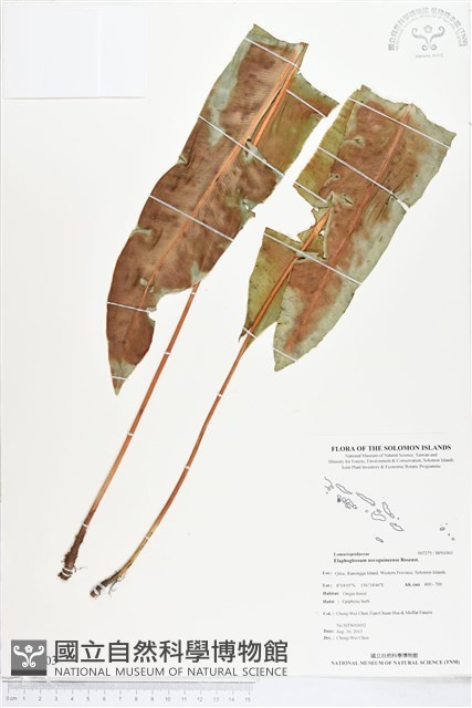 登錄號:BP01003藏品圖，第1張