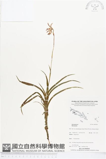 登錄號:BS04003藏品圖，第1張