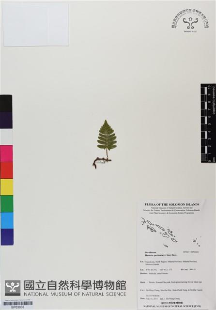 馬來陰石蕨藏品圖，第1張