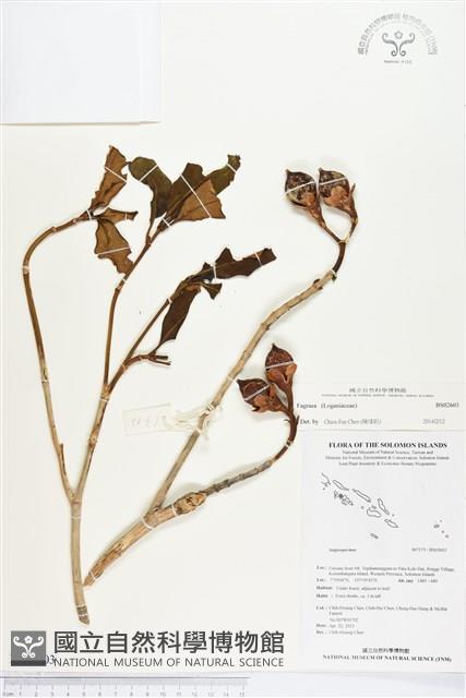 登錄號:BS02603藏品圖，第1張