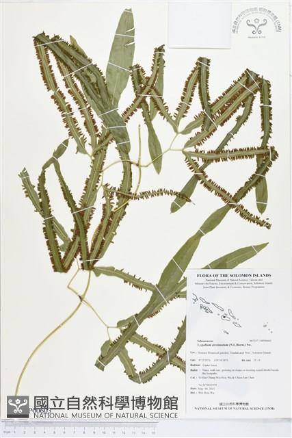 登錄號:BP00603藏品圖，第1張