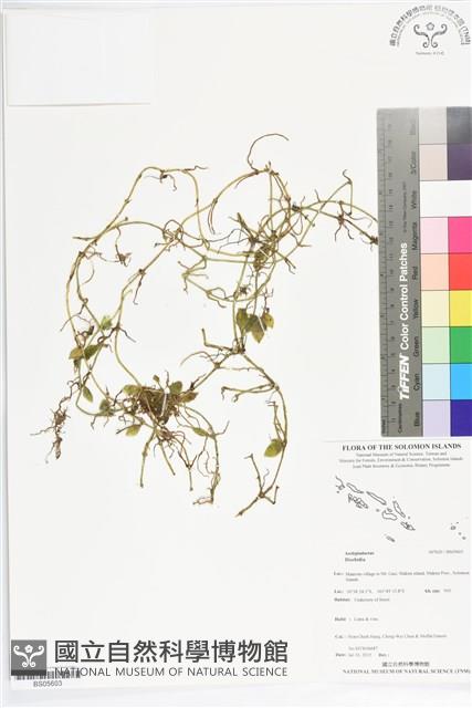 登錄號:BS05603藏品圖，第1張