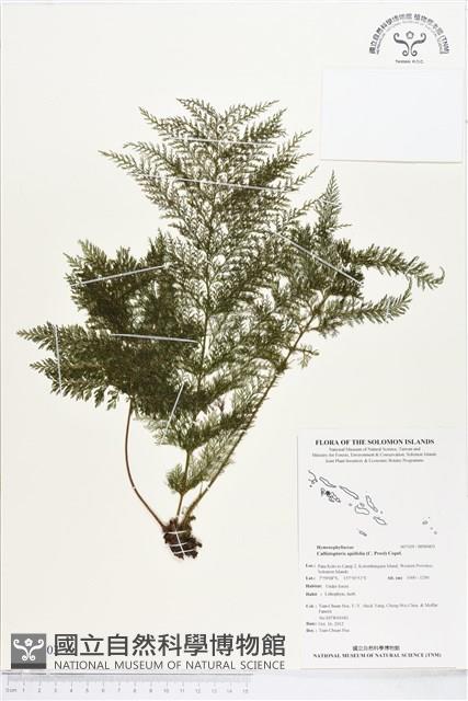 毛桿蕨藏品圖，第1張