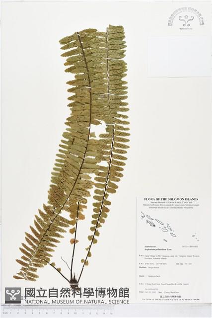 登錄號:BP01403藏品圖，第1張