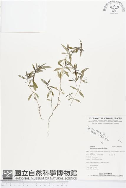 繖花龍吐珠藏品圖，第1張