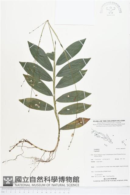 登錄號:BS04403藏品圖，第1張