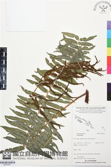 Accession Number:BP03403 Collection Image