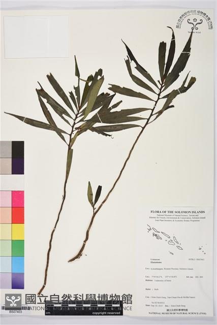 登錄號:BS07403藏品圖，第1張