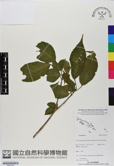 Accession Number:BS07203 Collection Image