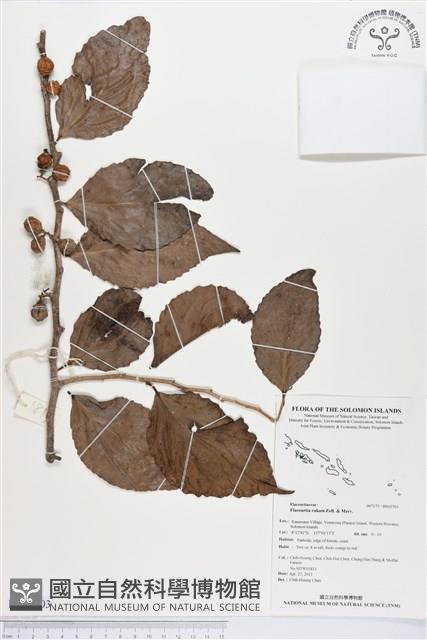 羅庚果藏品圖，第1張