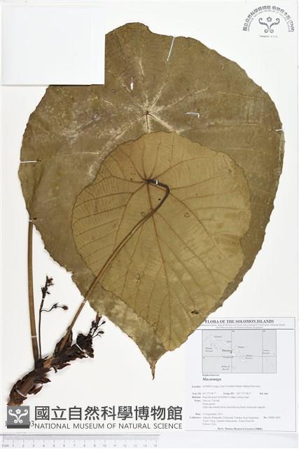 登錄號:BS01703藏品圖，第1張