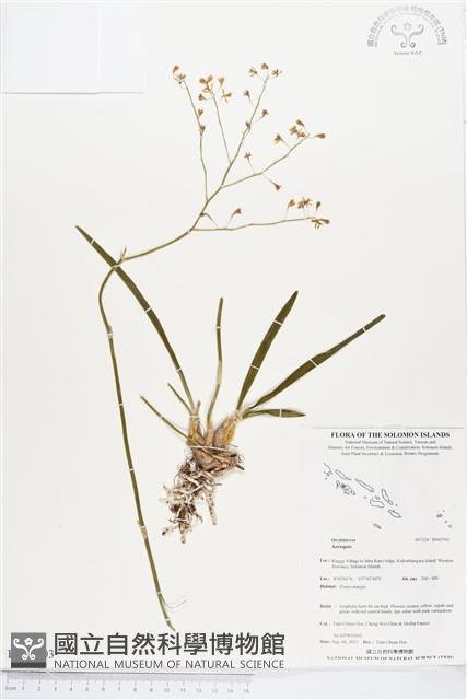 登錄號:BS03703藏品圖，第1張