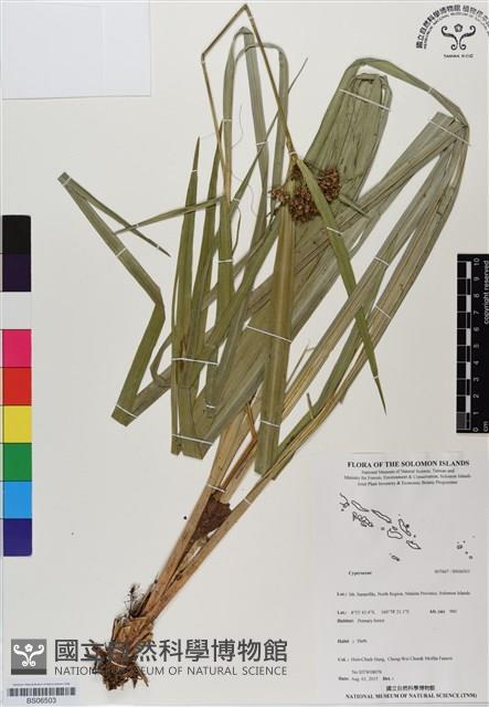 登錄號:BS06503藏品圖，第1張