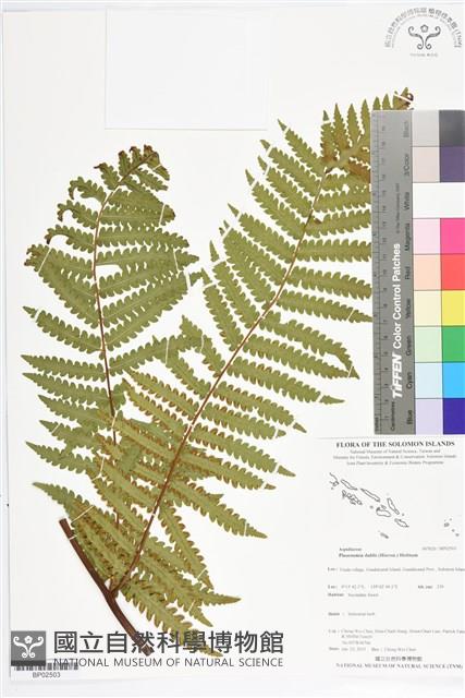 登錄號:BP02503藏品圖，第1張