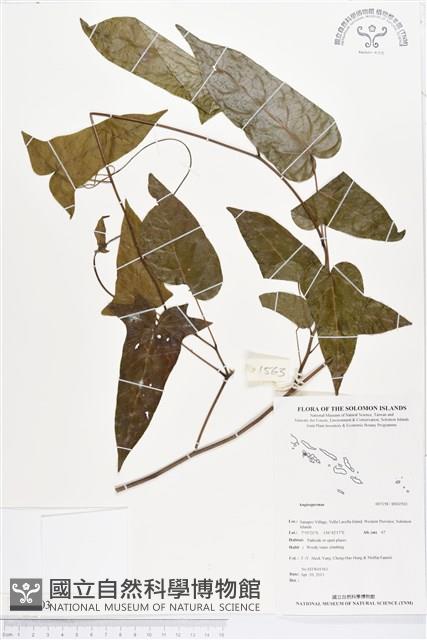 登錄號:BS02503藏品圖，第1張