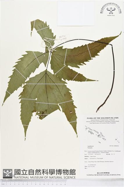 登錄號:BP00503藏品圖，第1張