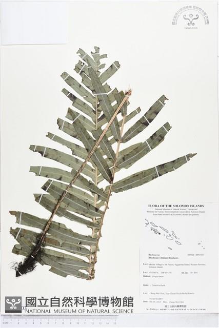 登錄號:BP01503藏品圖，第1張