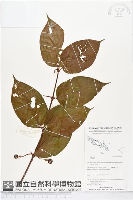 登錄號:BS05503藏品圖，第1張