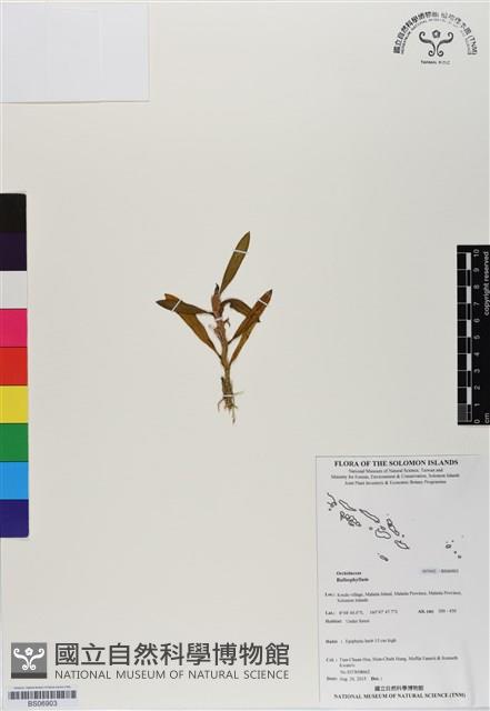 登錄號:BS06903藏品圖，第1張