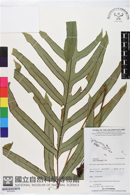 登錄號:BP02903藏品圖，第1張