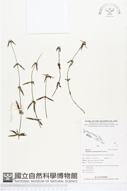 光葉鴨舌黃舅藏品圖，第1張