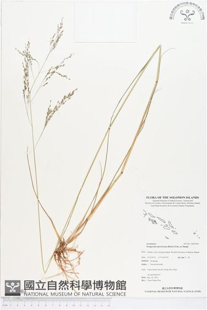 鼠婦草藏品圖，第1張