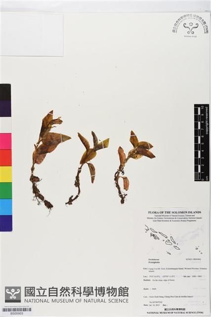 登錄號:BS05903藏品圖，第1張