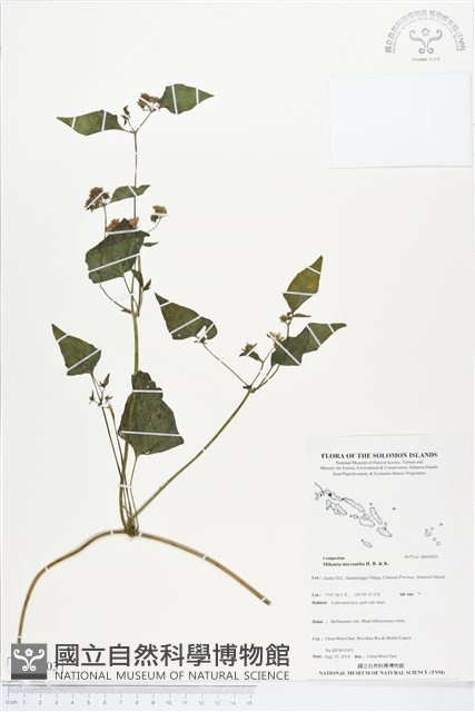 小花蔓澤蘭藏品圖，第1張