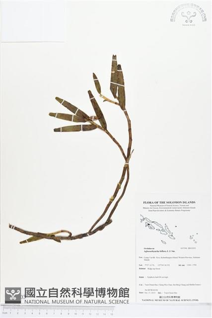 登錄號:BS03903藏品圖，第1張