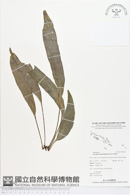 登錄號:BP00303藏品圖，第1張