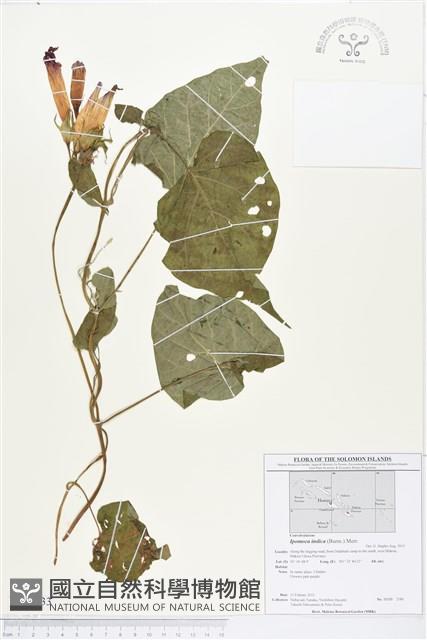 銳葉牽牛藏品圖，第1張