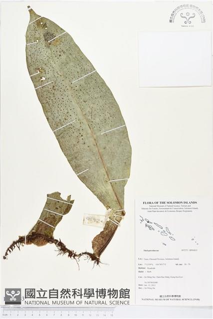 登錄號:BP00833藏品圖，第1張