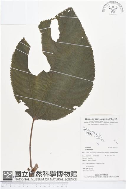 登錄號:BS01833藏品圖，第1張