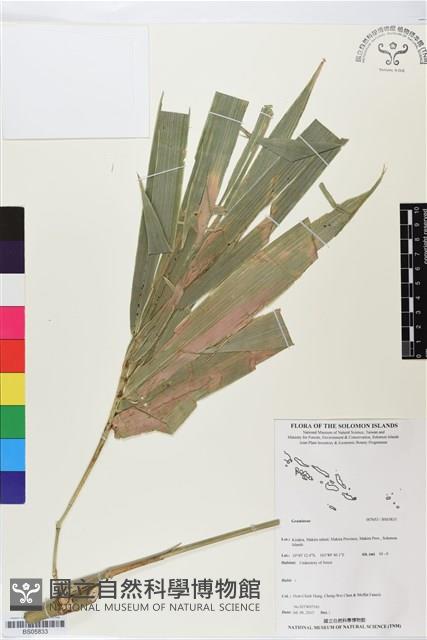登錄號:BS05833藏品圖，第1張