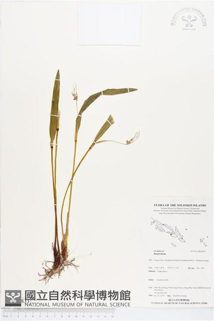 登錄號:BS04833藏品圖，第1張