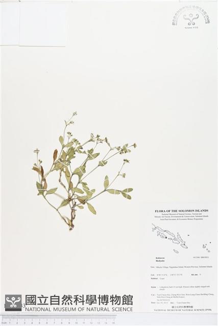 登錄號:BS03833藏品圖，第1張