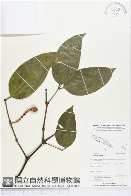 買麻樹藏品圖，第1張