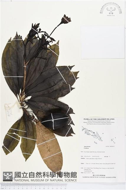 登錄號:BS04033藏品圖，第1張