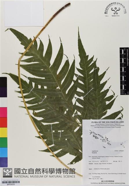 登錄號:BP03033藏品圖，第1張