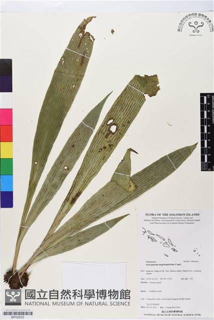 登錄號:BP02633藏品圖，第1張