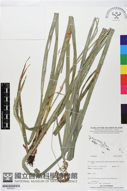登錄號:BS05633藏品圖，第1張