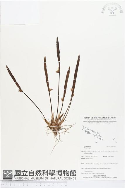 登錄號:BS03633藏品圖，第1張